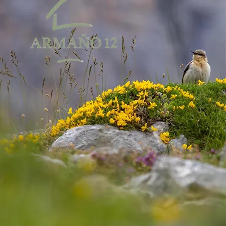 12 Casa de Férias Armano